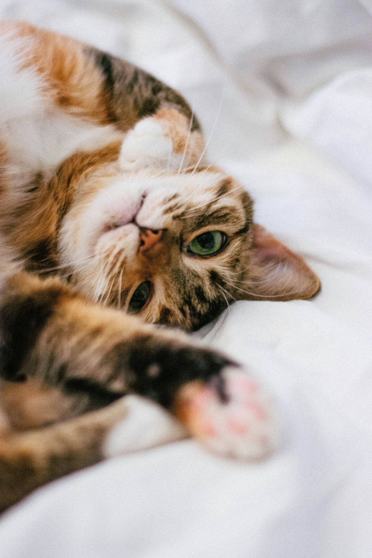 ACCESSOIRES POUR CHAT