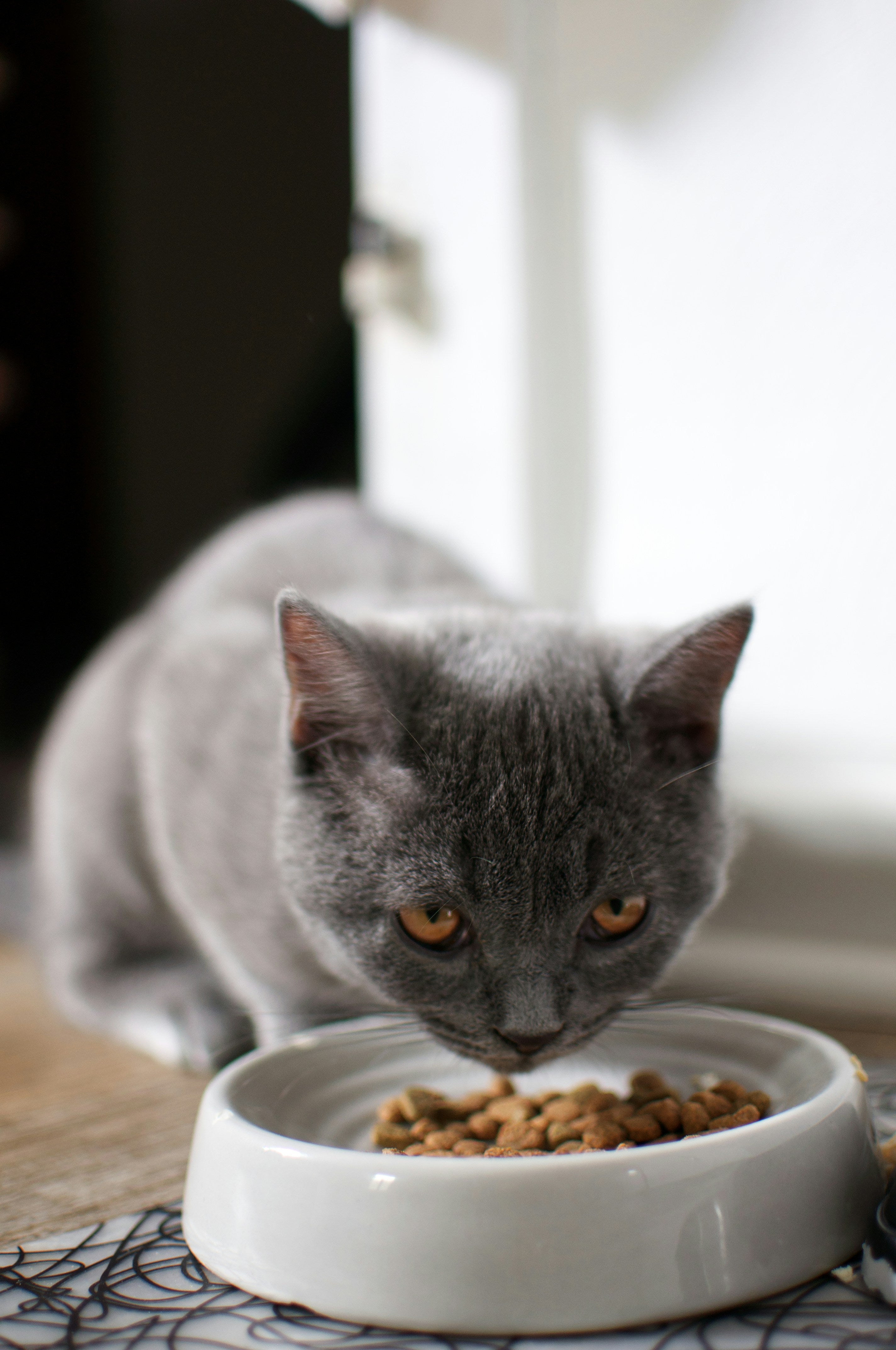 ALIMENTATION POUR CHATS