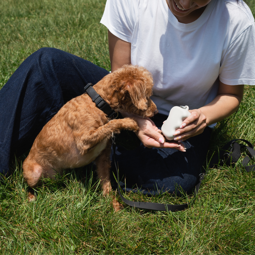 Distributeur de friandises en silicone pour chien