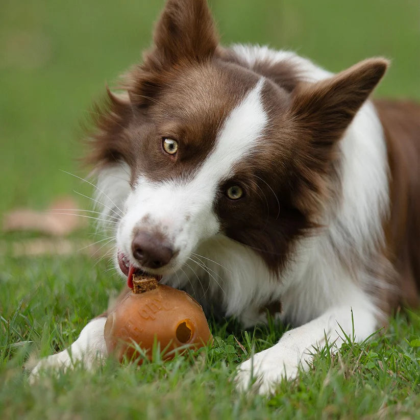Stick au canard pour chiots