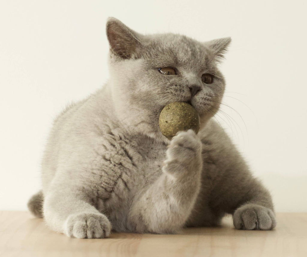 BOULETTE - Petite balle d'herbe aux chats 20g