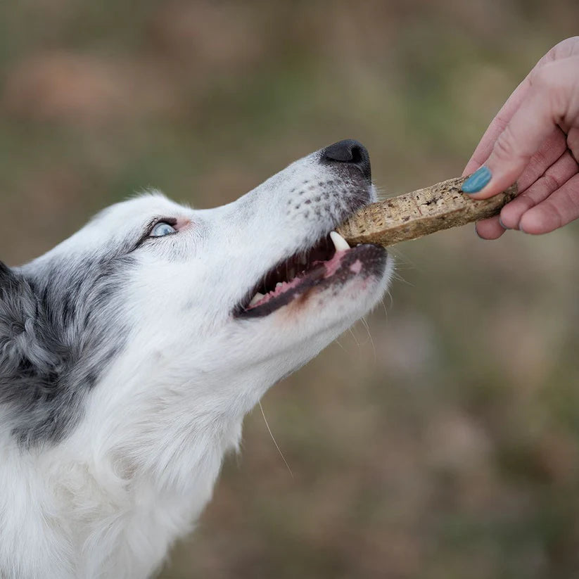 Stick au saumon