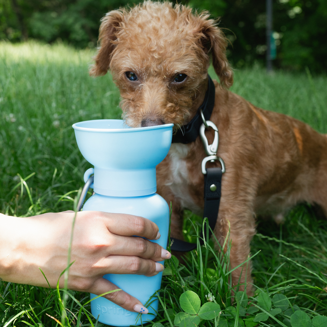 Bouteille d'eau de voyage pour chien 590ml à bouchon flip
