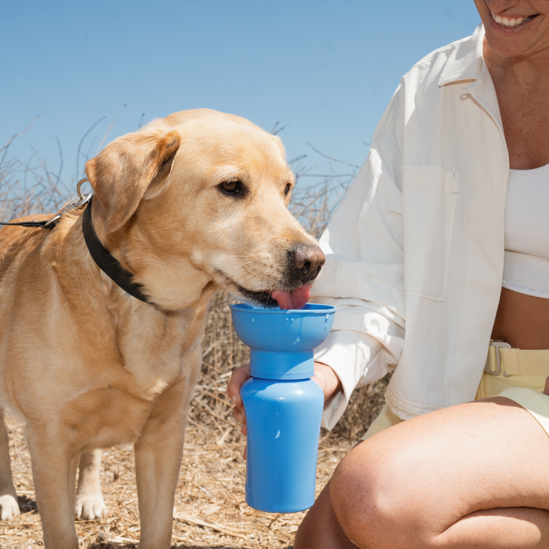 Bouteille d'eau de voyage pour chien 590ml à bouchon flip