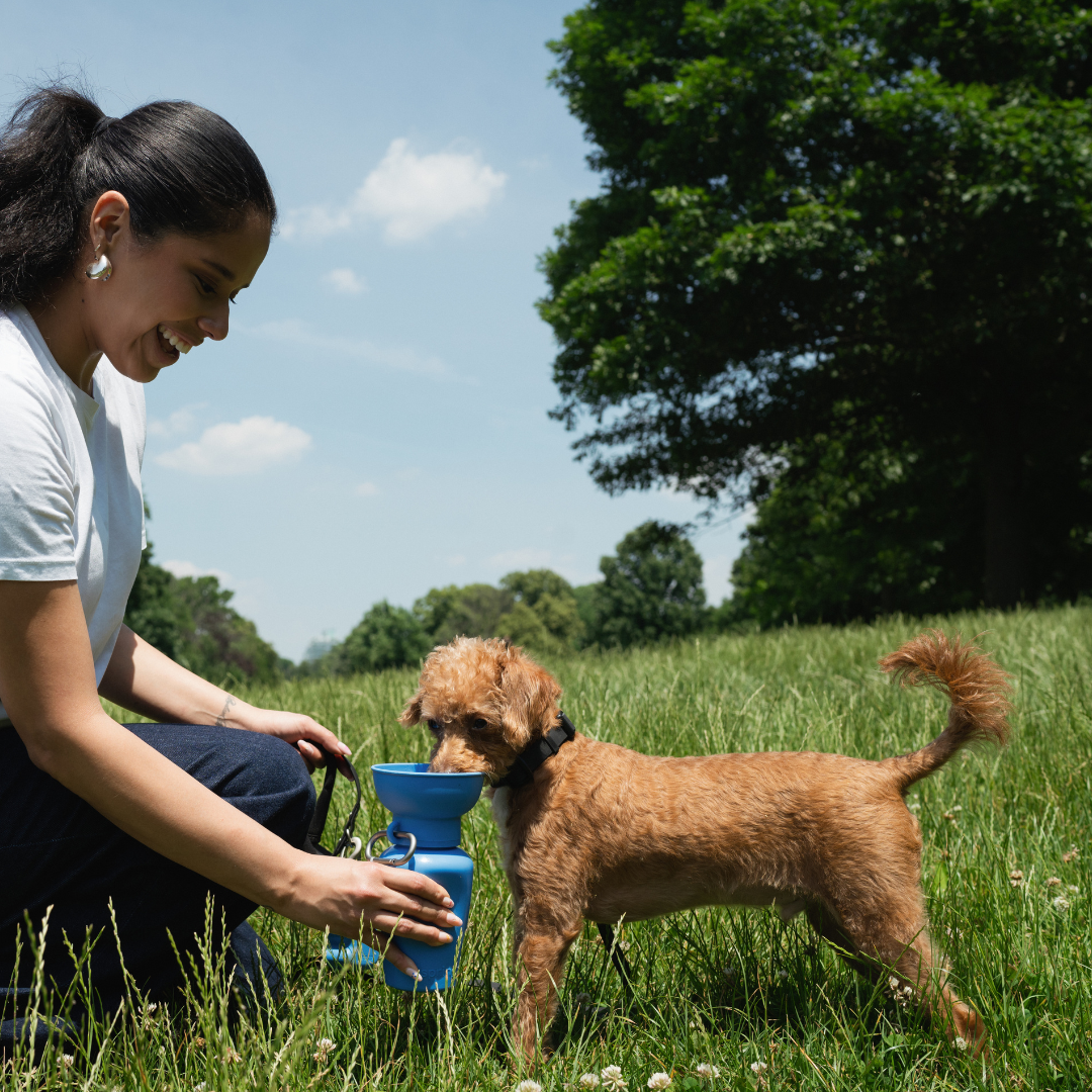 Bouteille d'eau de voyage pour chien 590ml à bouchon flip
