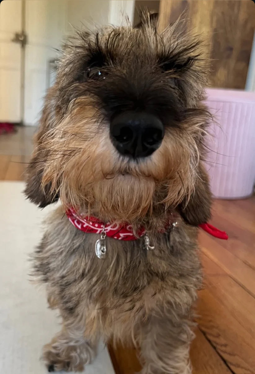 Bandana roulé Woody