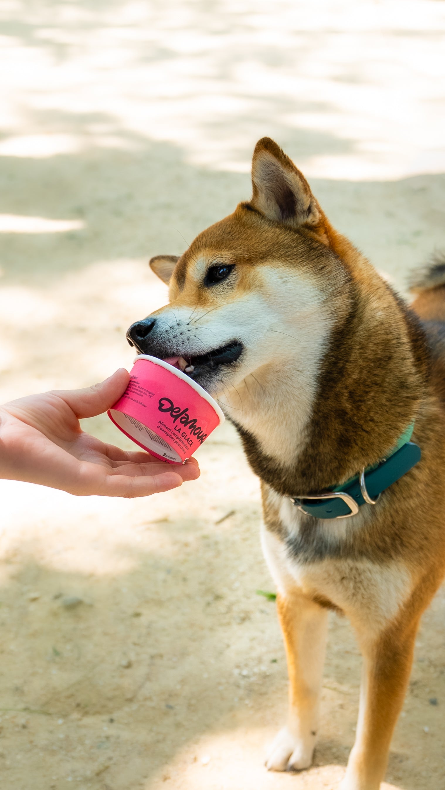 La glace