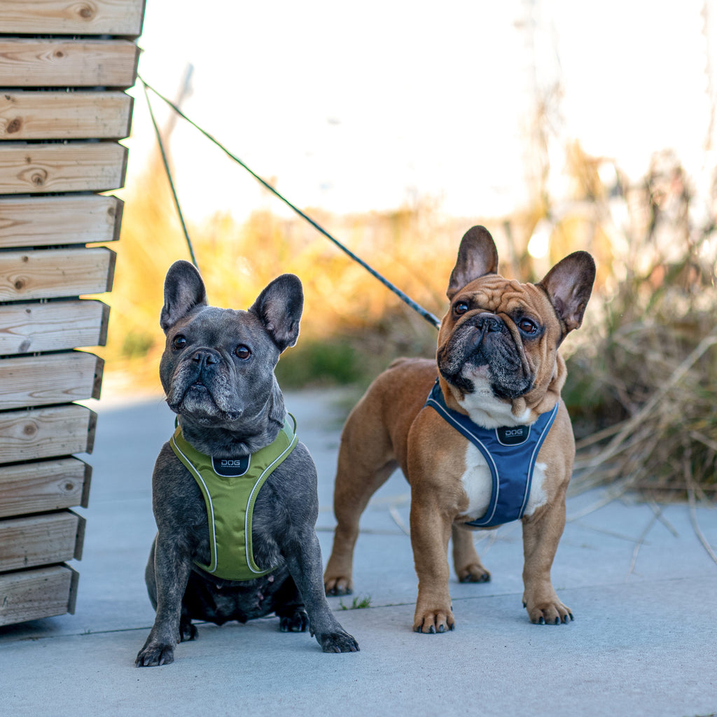 Harnais Comfort Walk Go™