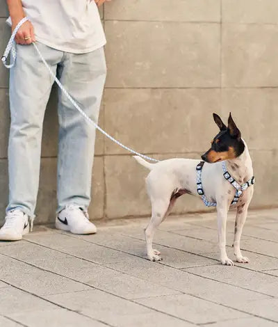 Harnais en PET recyclé