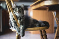 Visite à domicile chiens, chats & NAC